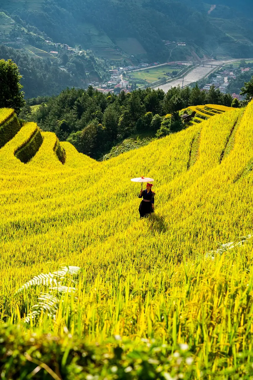 mountains, plateau, step, nature, field, people, rice, countryside, outdoors, agriculture